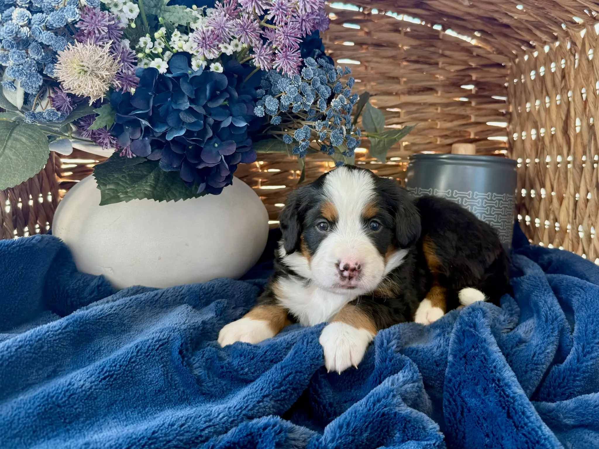 Pink collar puppy — July 24, 2026