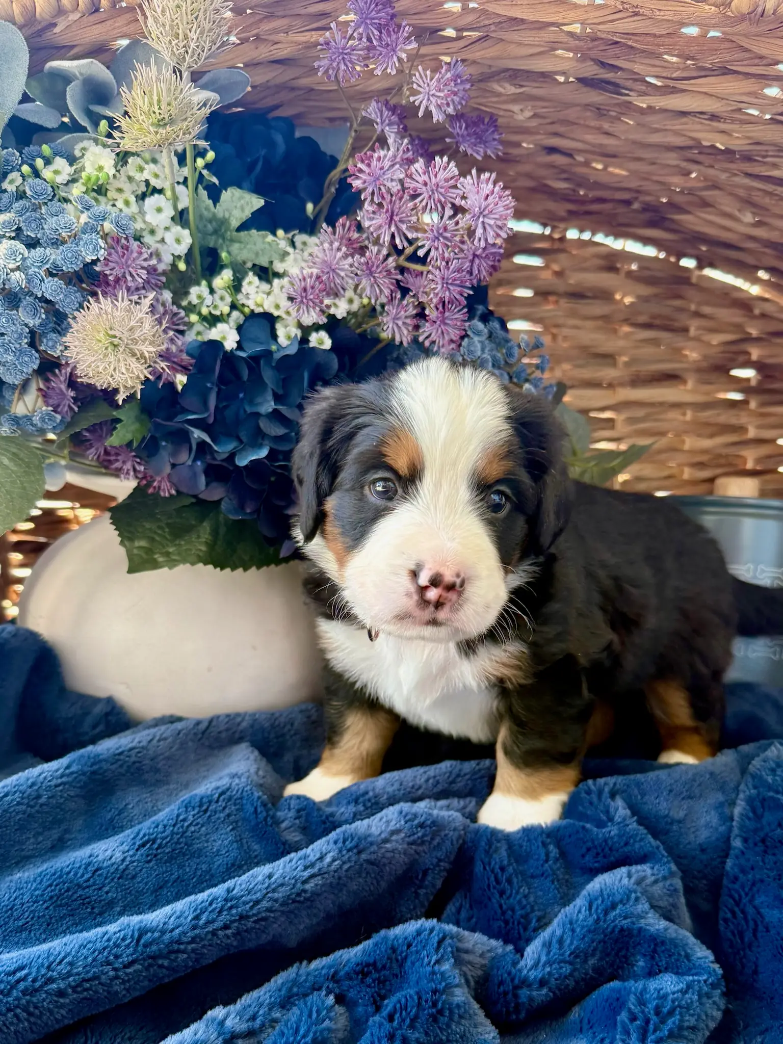 Pink collar puppy — July 24, 2026