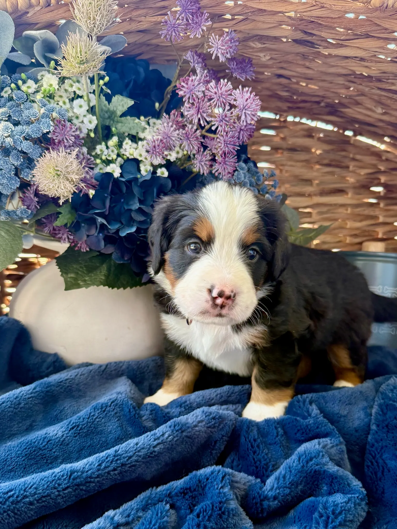 Pink collar puppy — July 24, 2026