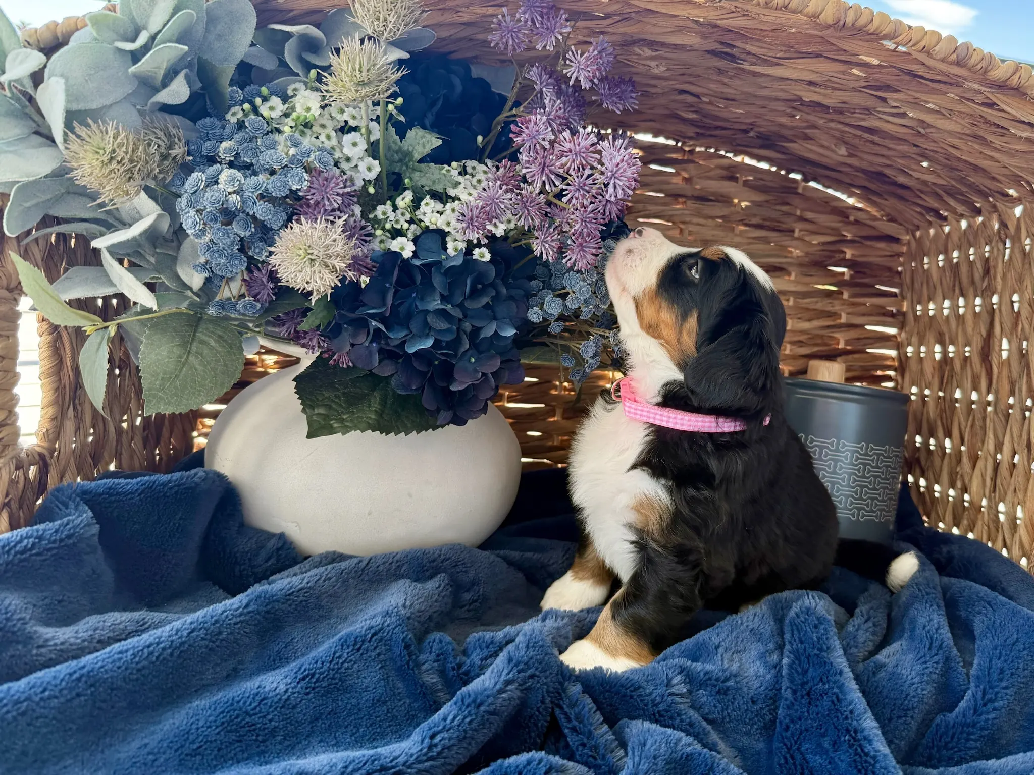 Pink collar puppy — July 24, 2026