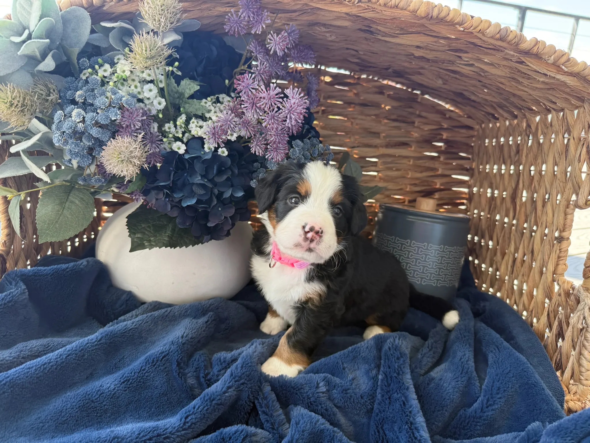 Pink collar puppy — July 24, 2026