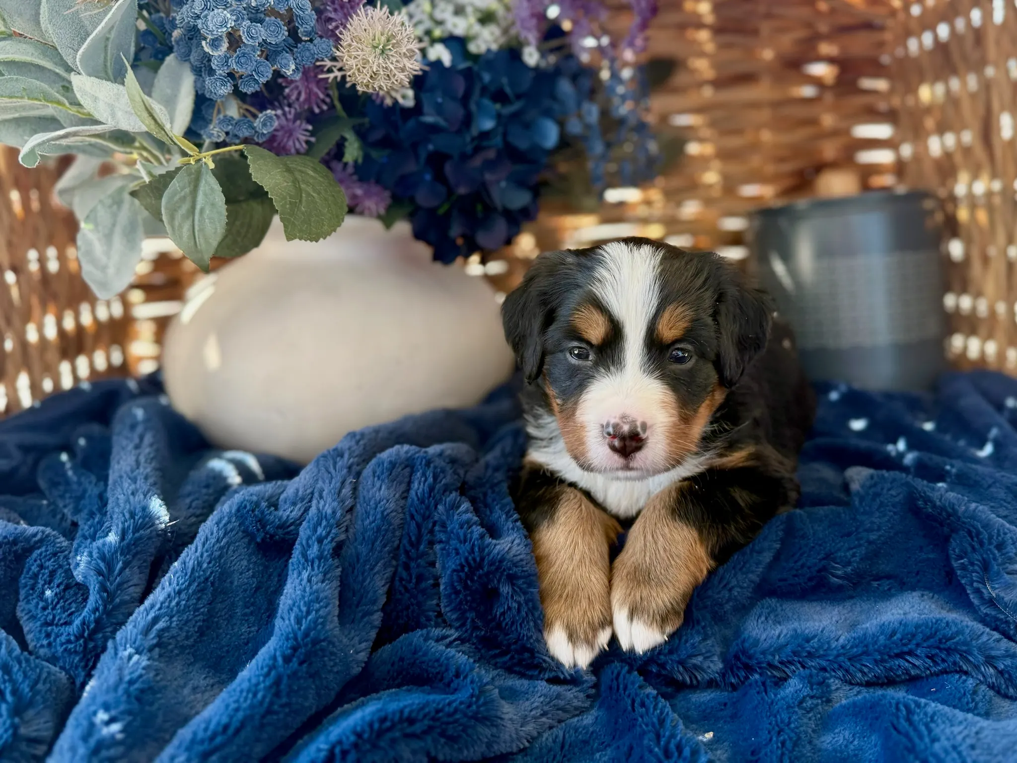 Purple collar puppy — July 24, 2026