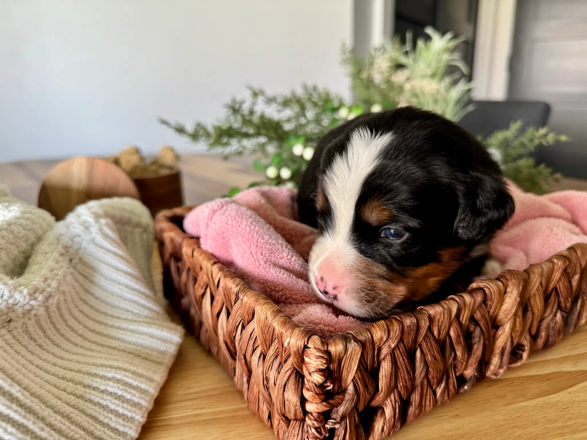 Purple collar puppy — July 7, 2026