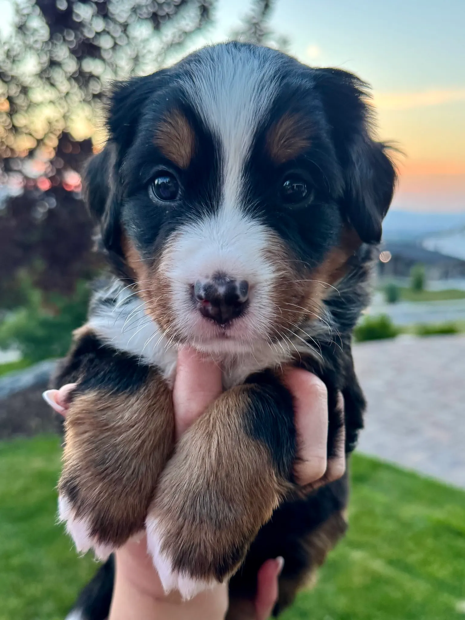 Purple collar puppy — July 23, 2026