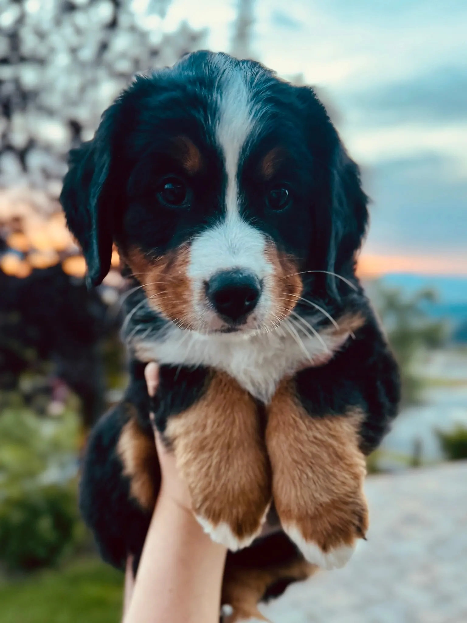 Purple collar puppy — August 13, 2026