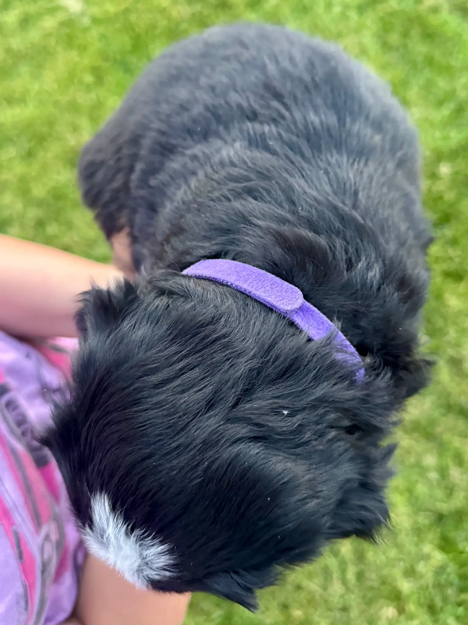 Purple collar puppy — July 23, 2026