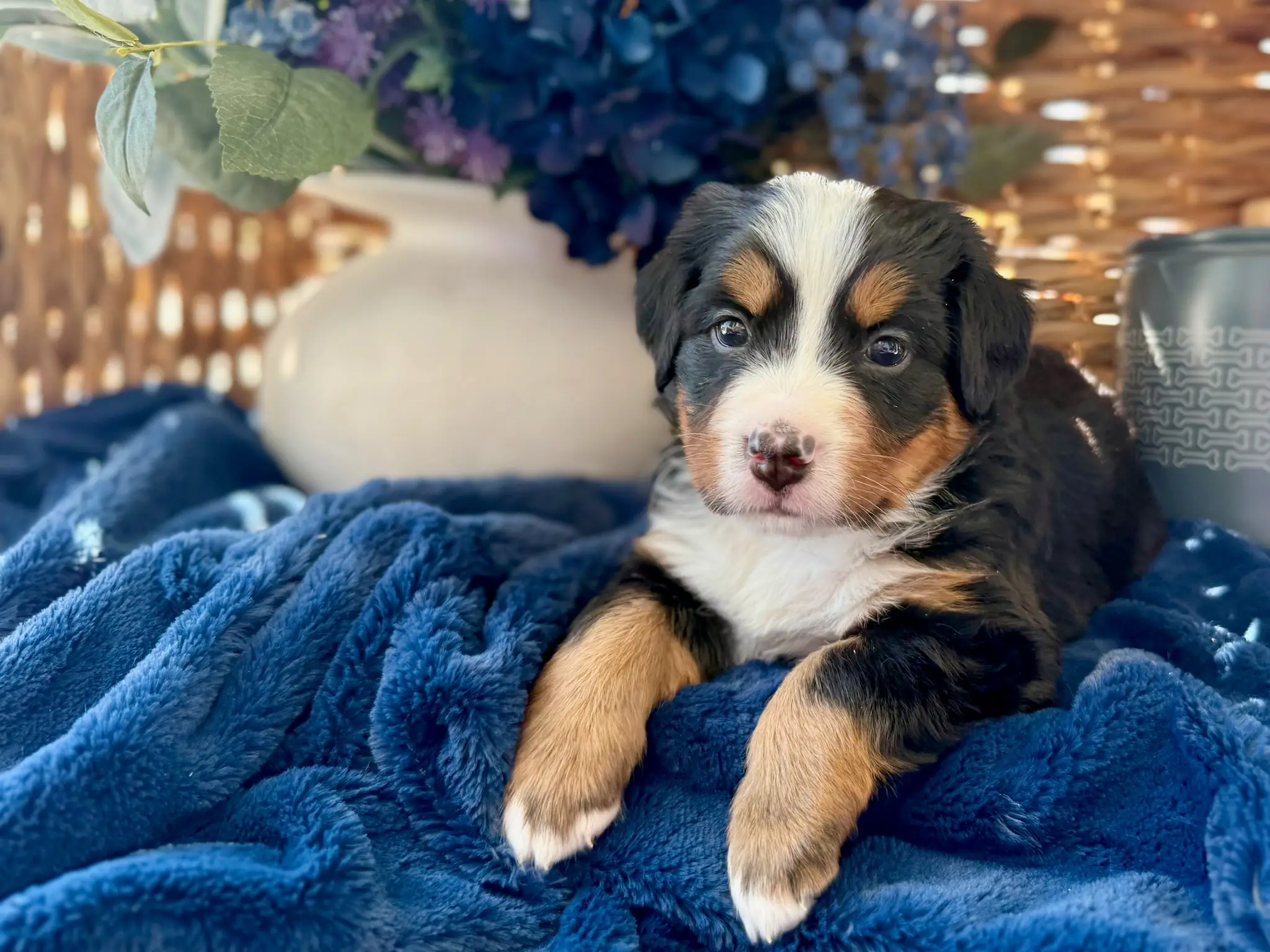 Purple collar puppy — July 24, 2026