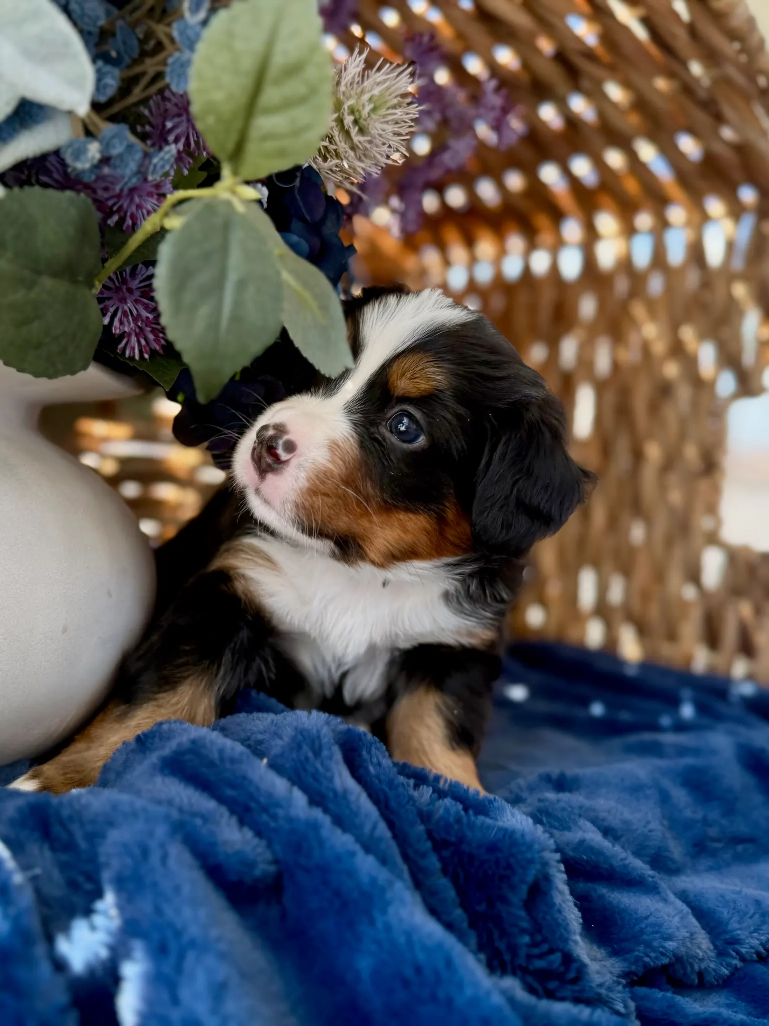 Purple collar puppy — July 24, 2026