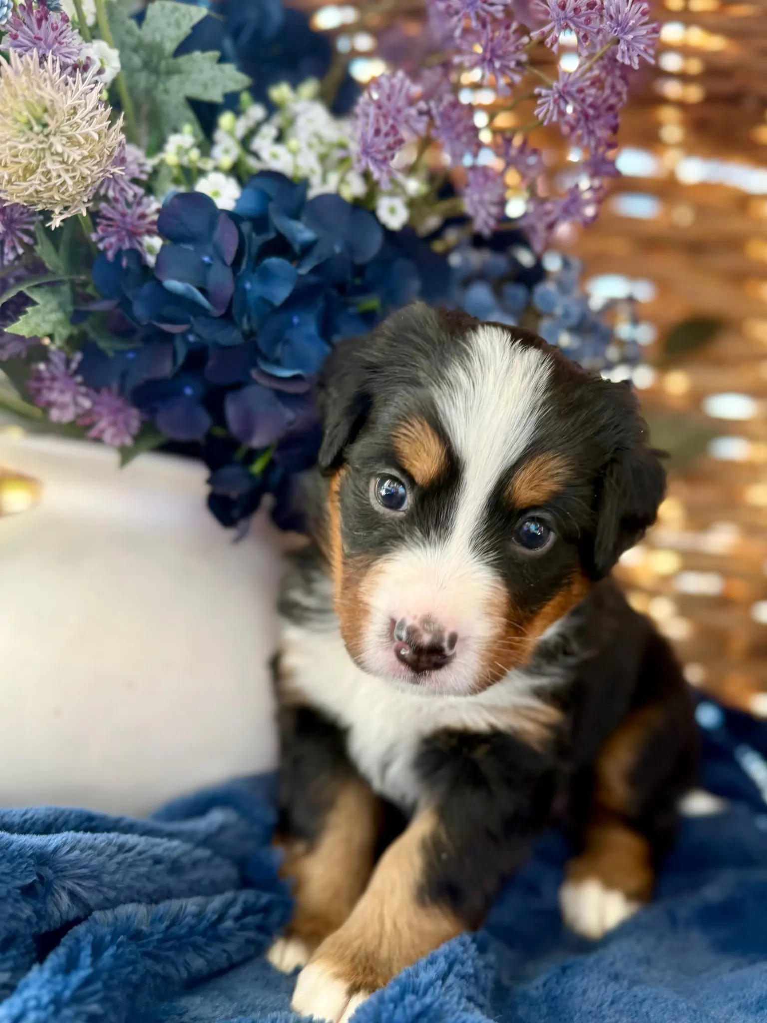 Purple collar puppy — July 24, 2026