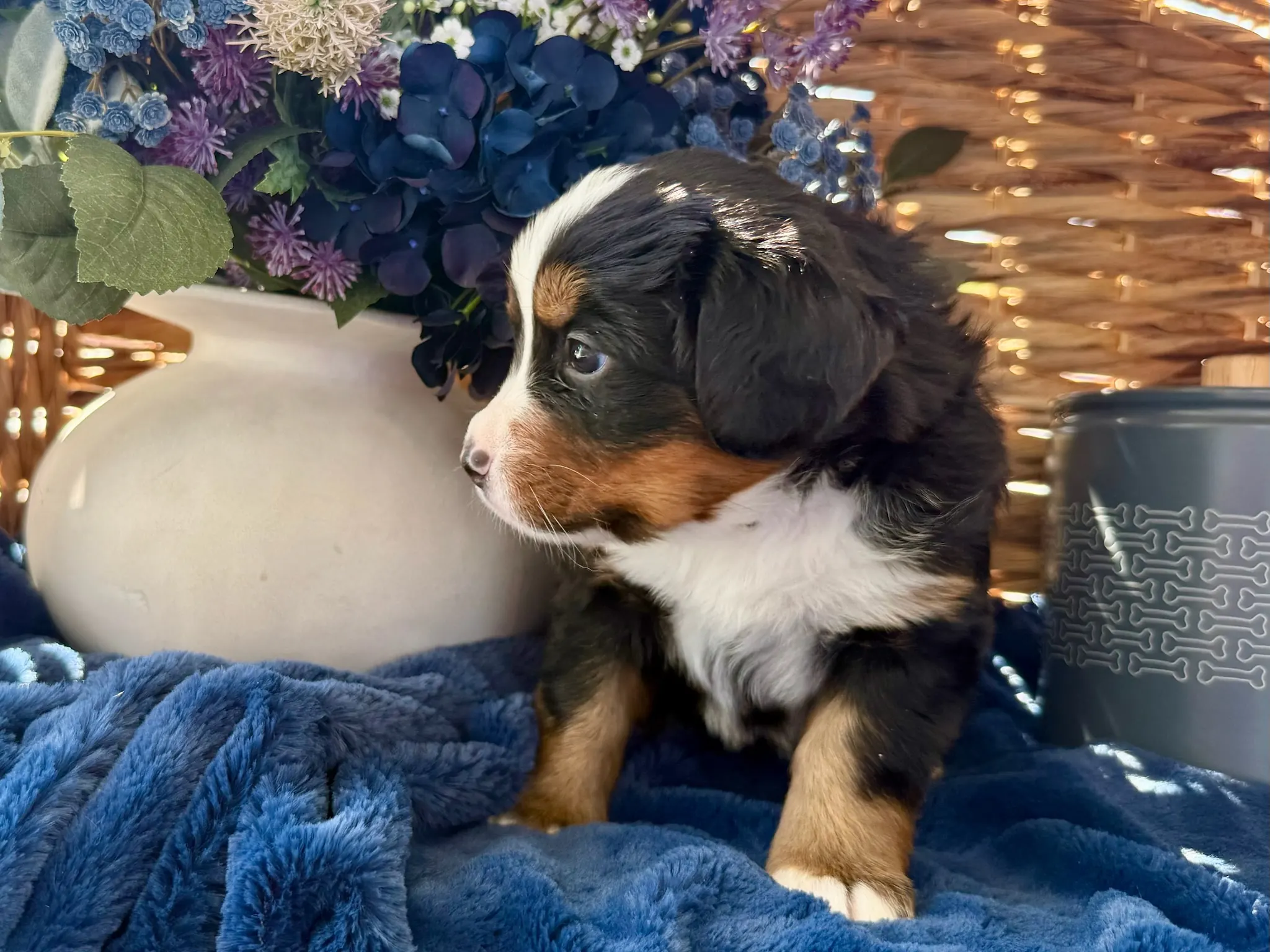 Purple collar puppy — July 24, 2026