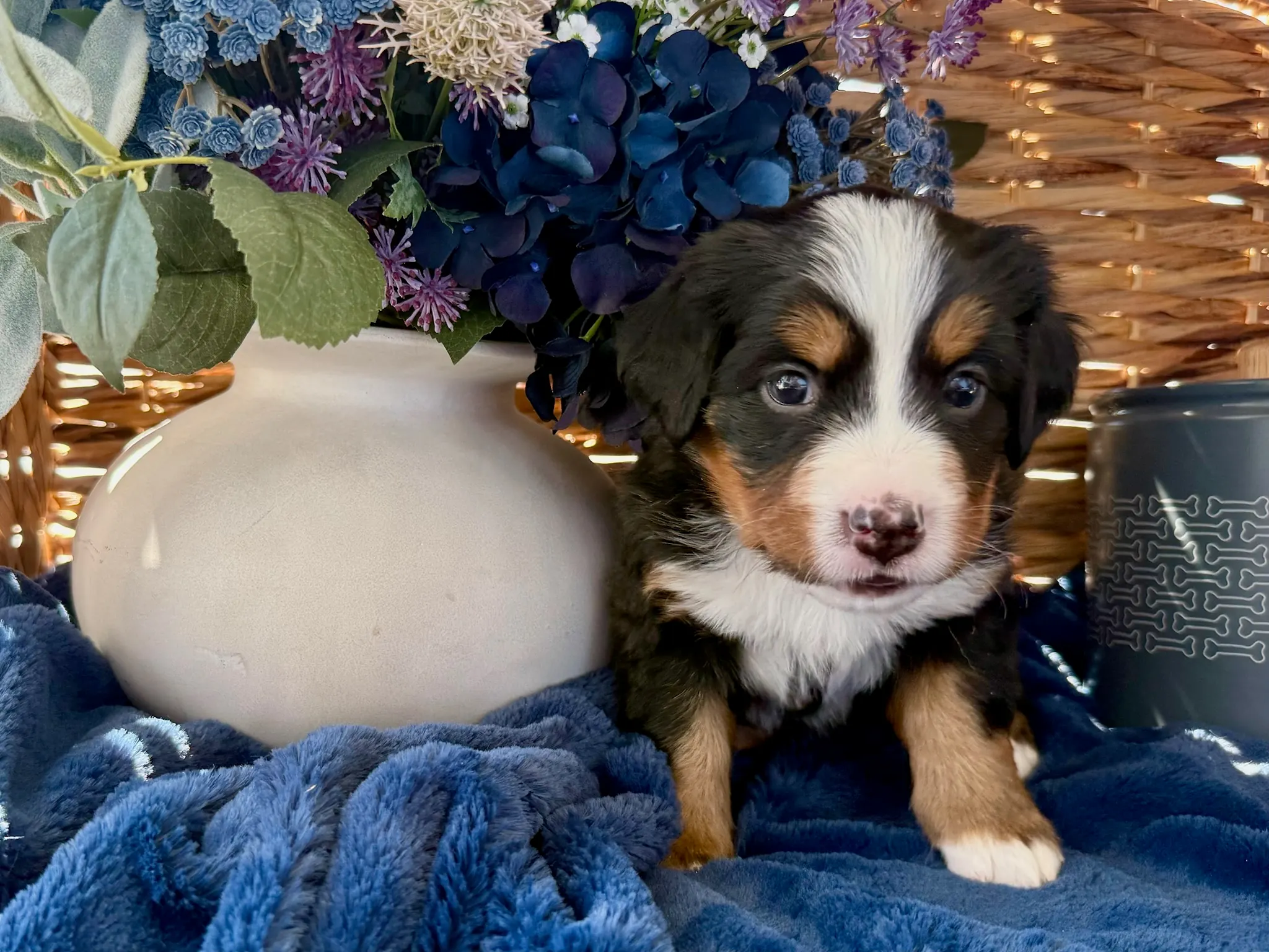 Purple collar puppy — July 24, 2026