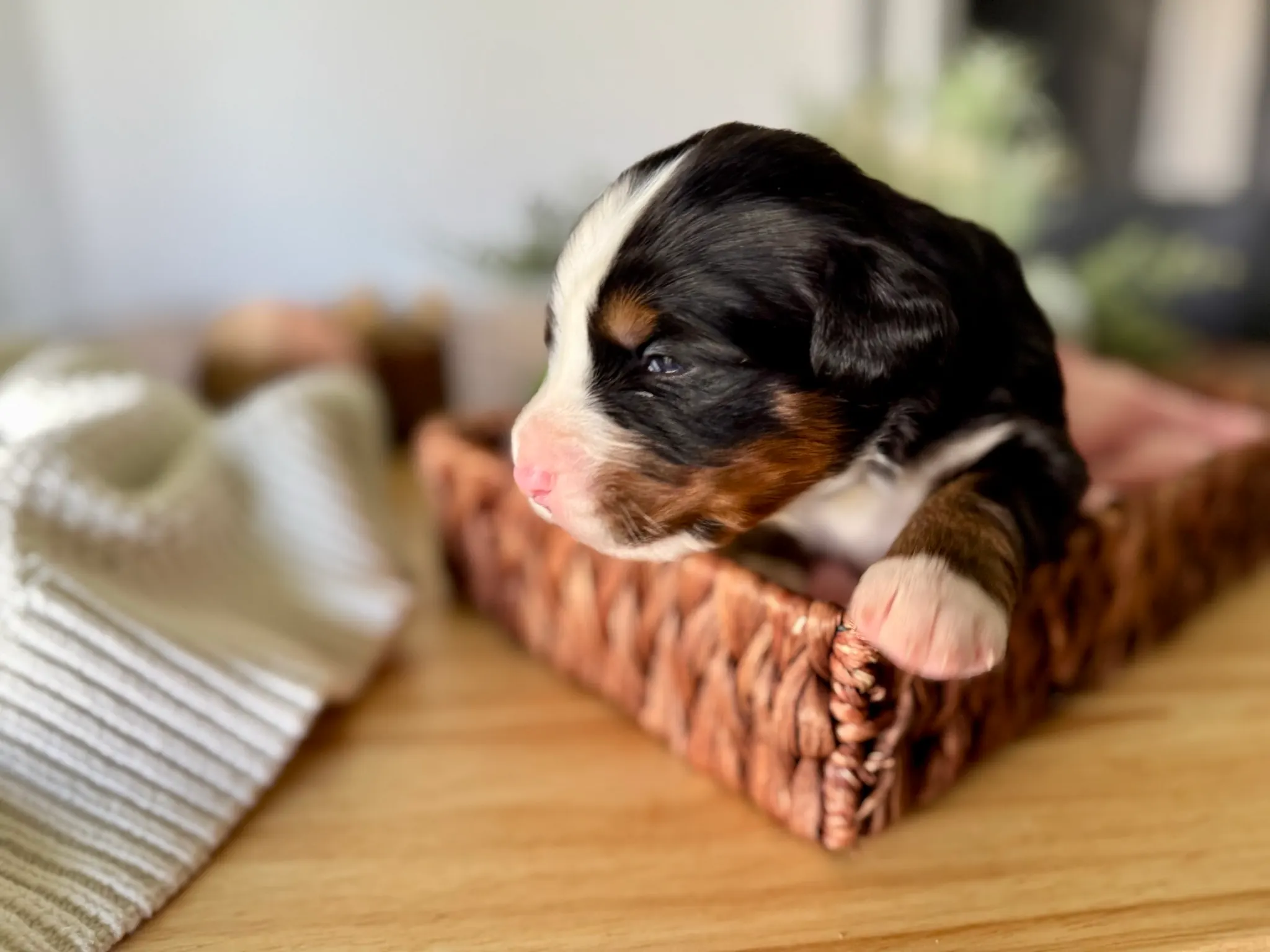 Red collar puppy — July 7, 2026