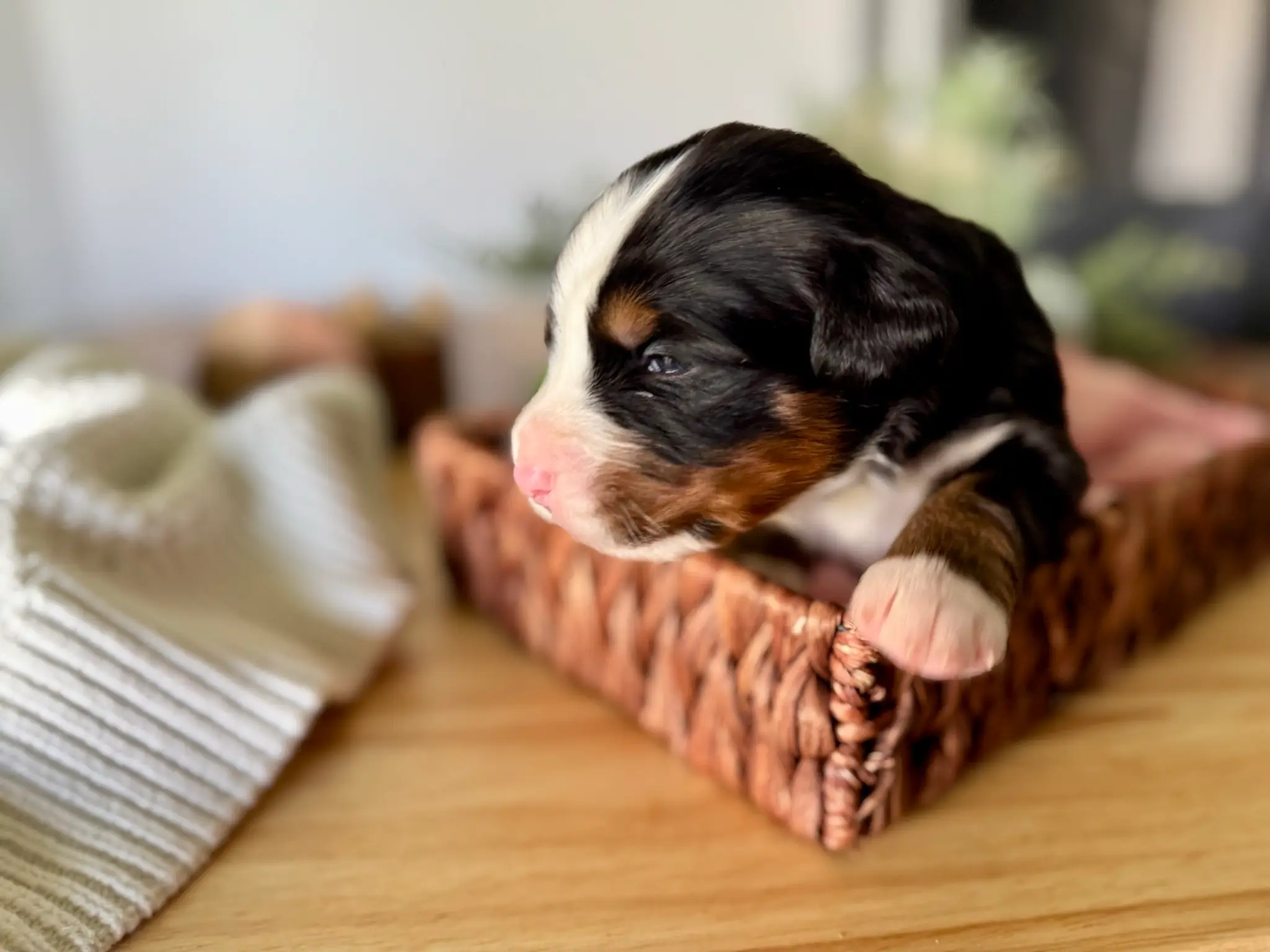 Red collar puppy — July 7, 2026
