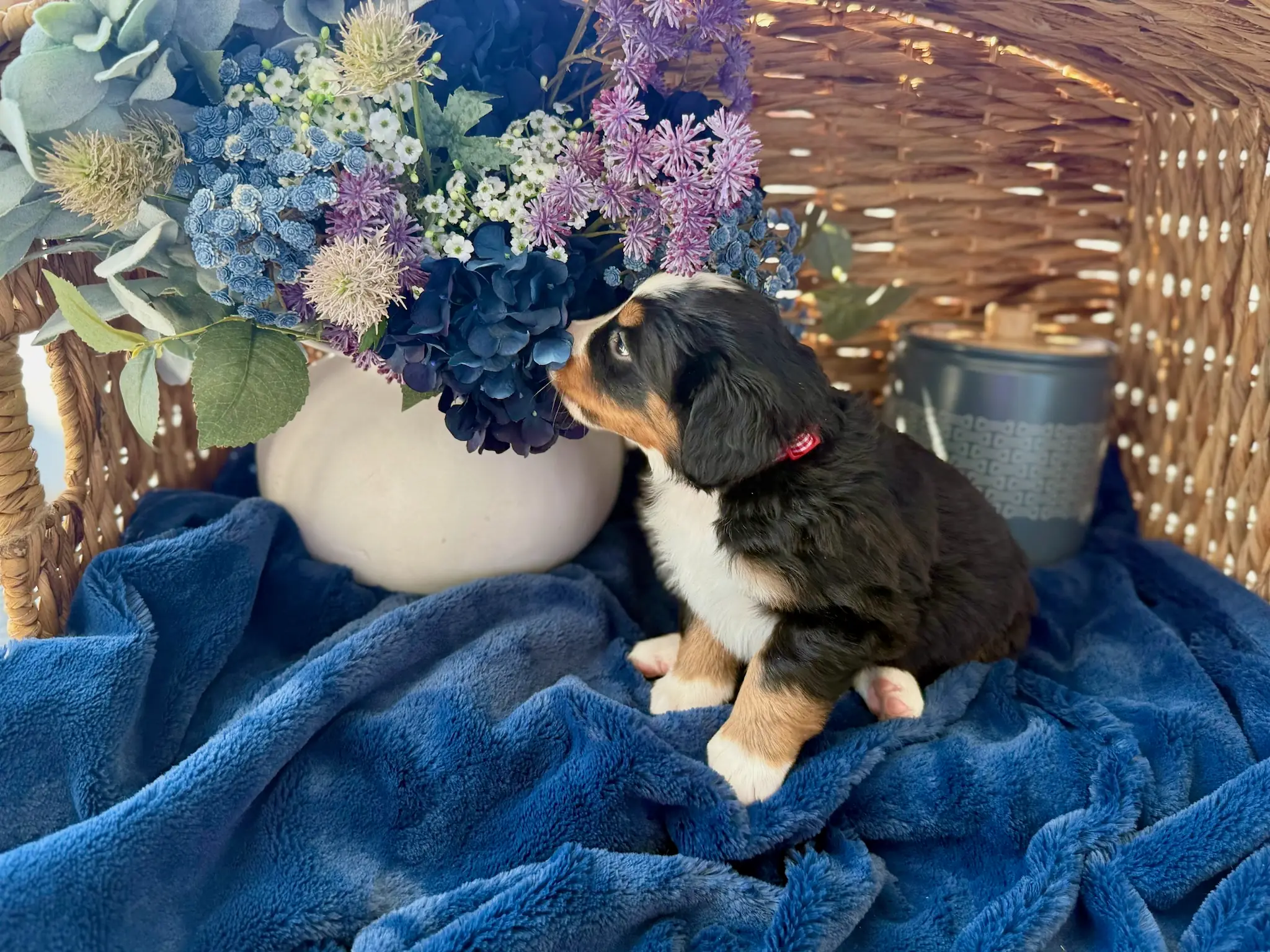 Red collar puppy — July 24, 2026