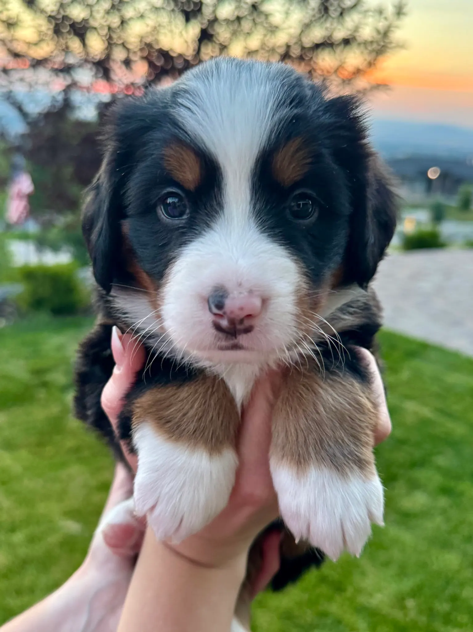 Red collar puppy — July 23, 2026