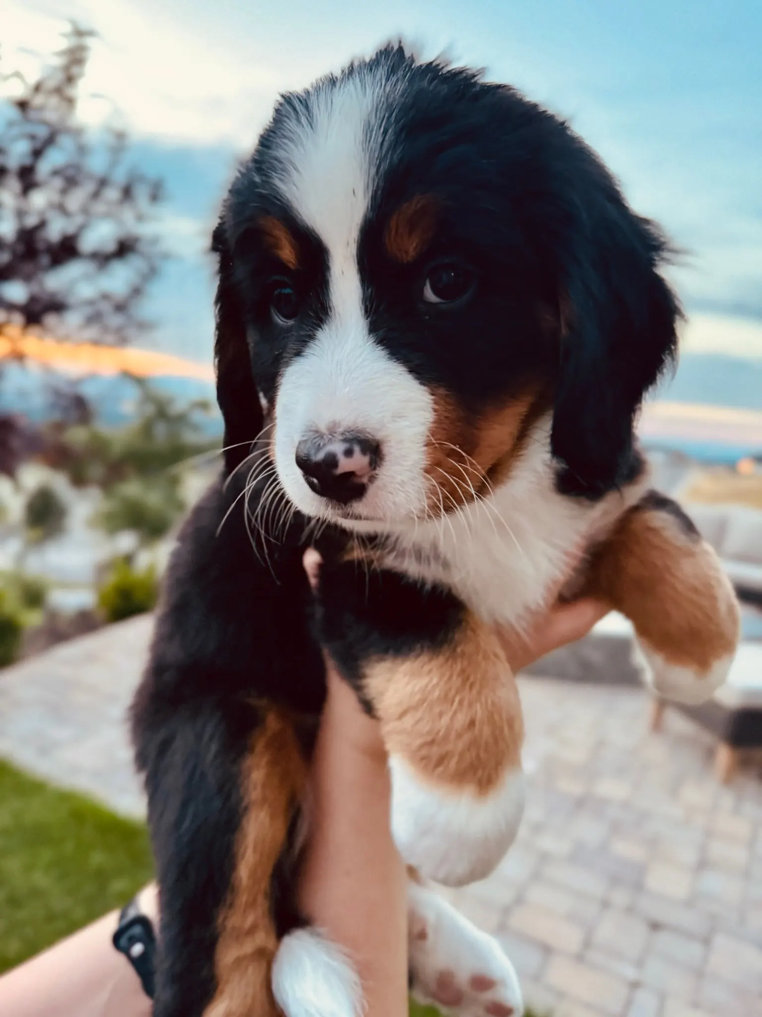 Red collar puppy — August 13, 2026