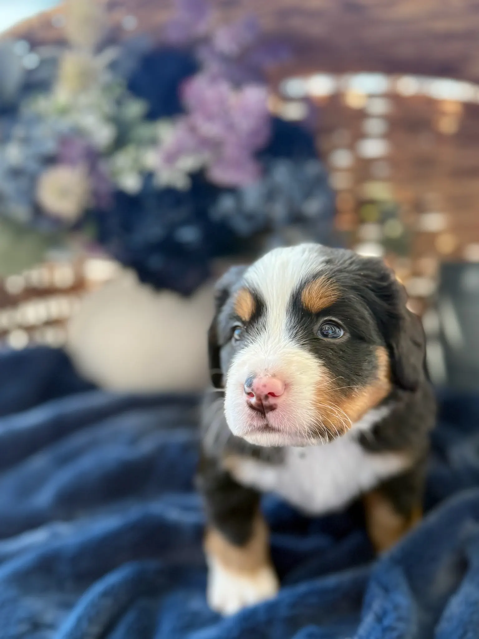 Red collar puppy — July 24, 2026