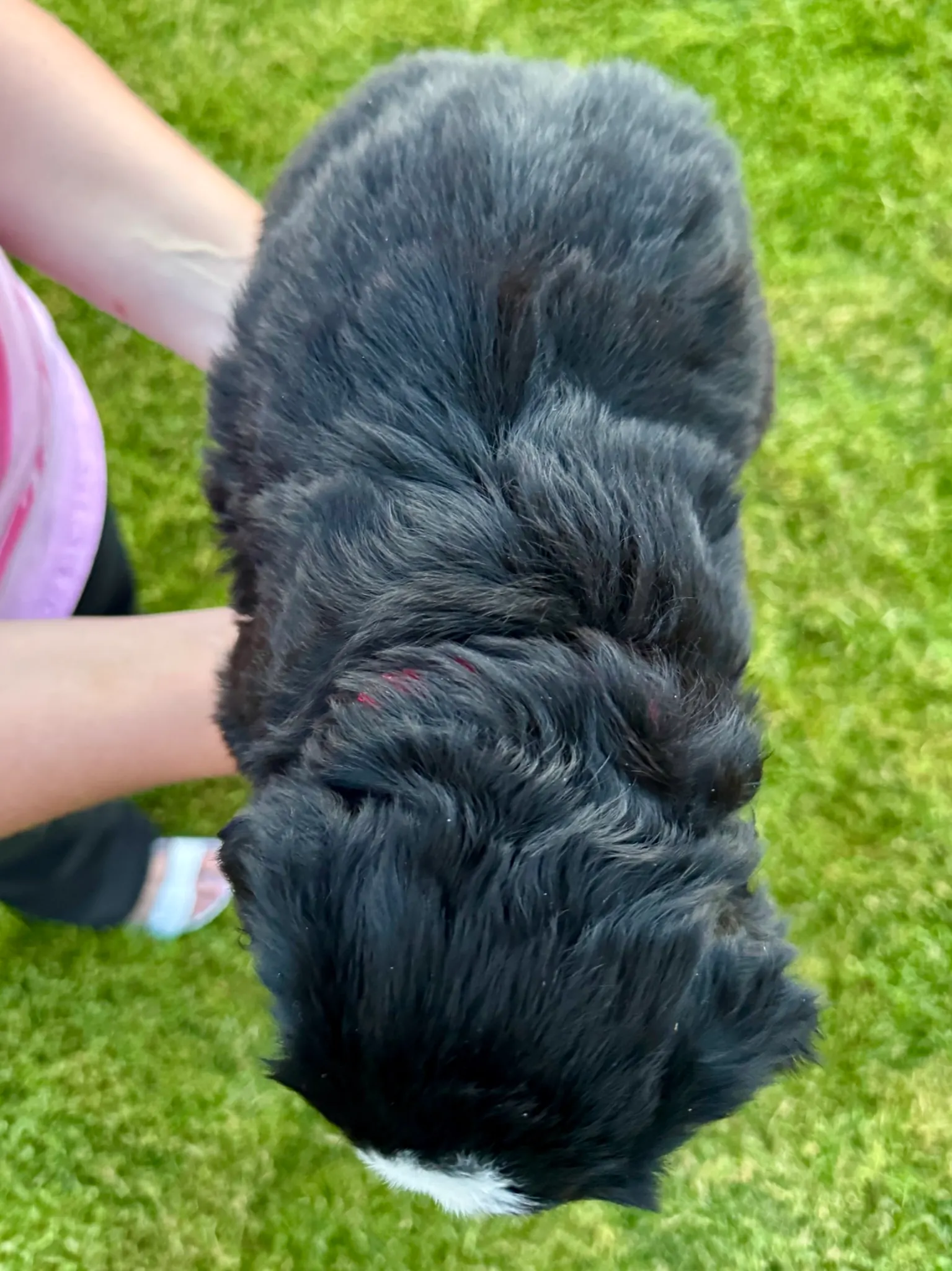 Red collar puppy — July 23, 2026