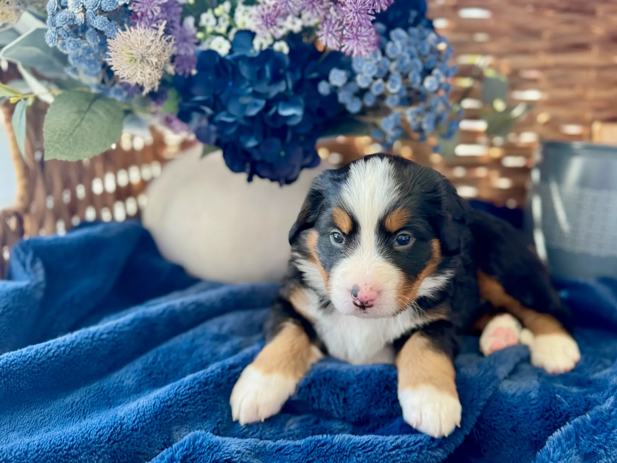 Red collar puppy — July 24, 2026
