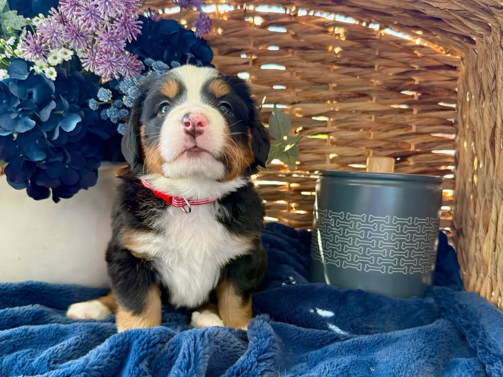 Red collar puppy — July 24, 2026
