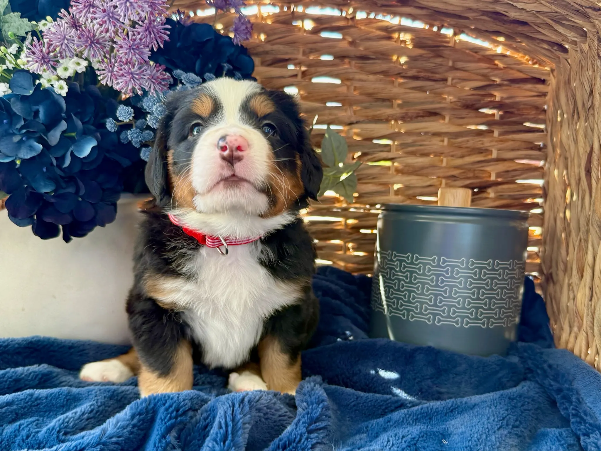 Red collar puppy — July 24, 2026