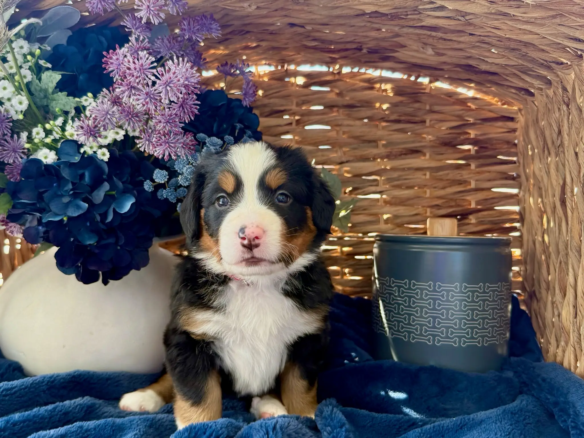 Red collar puppy — July 24, 2026
