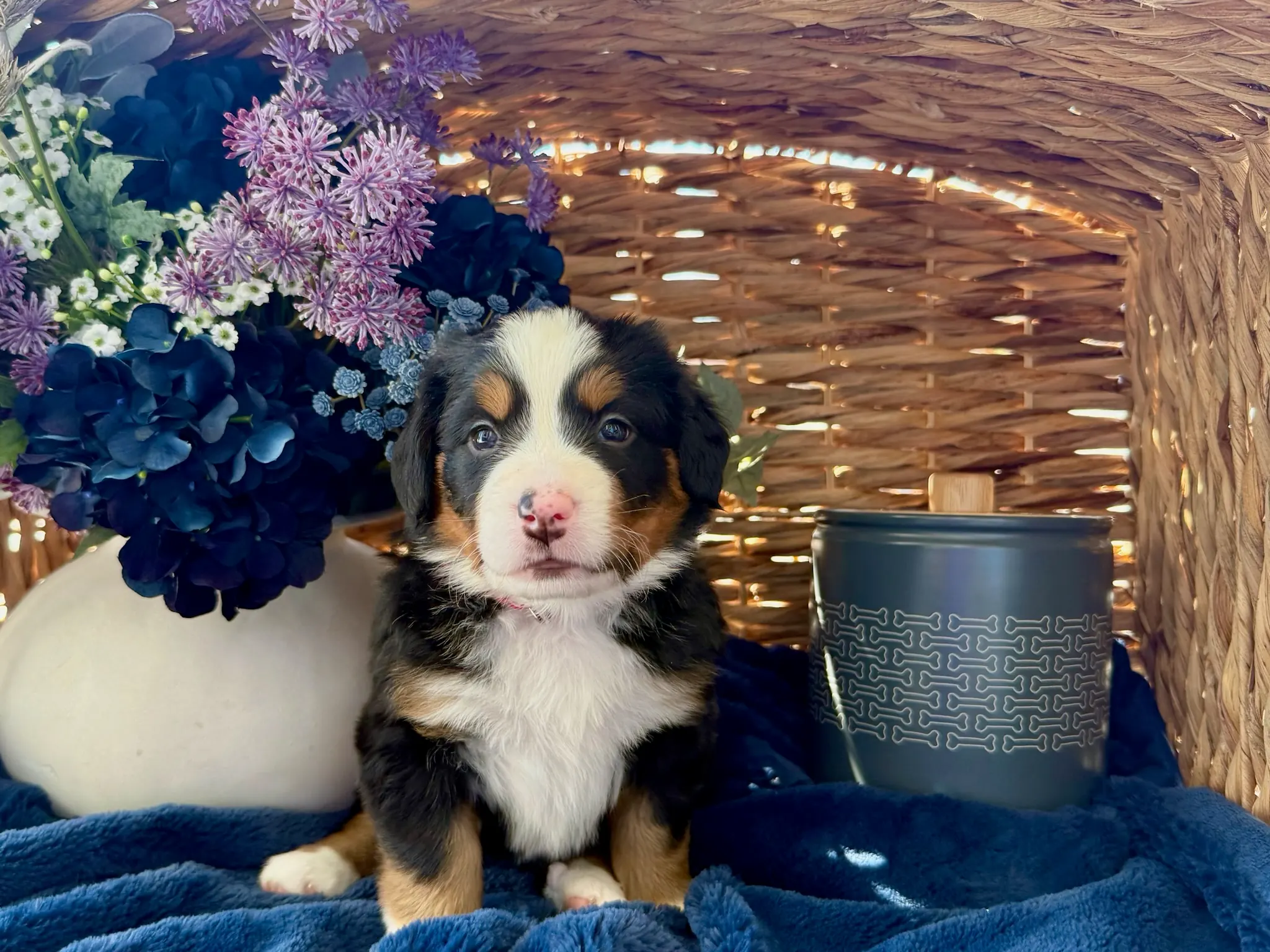 Red collar puppy — July 24, 2026