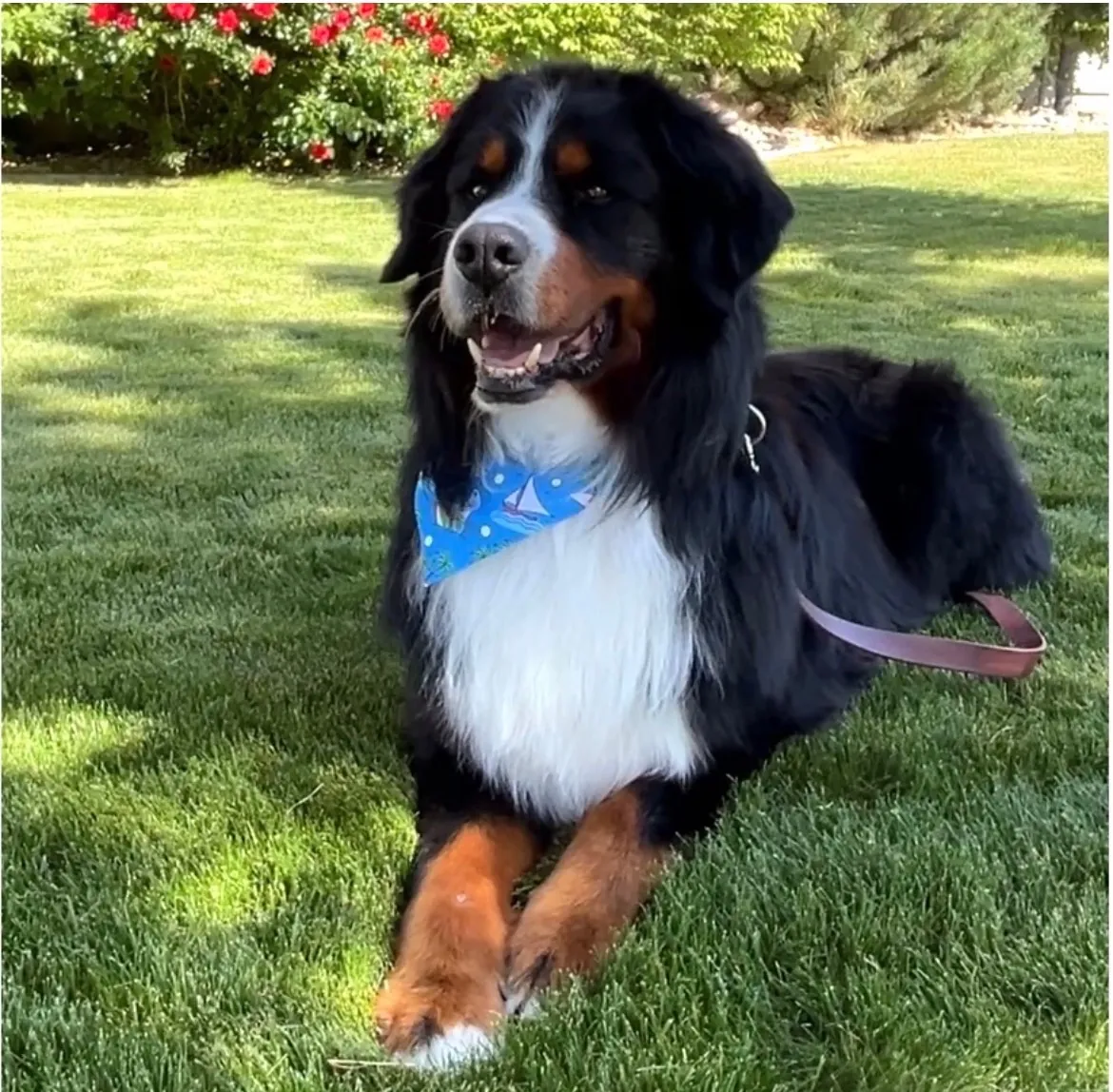 Rocko the Bernese Mountain Dog