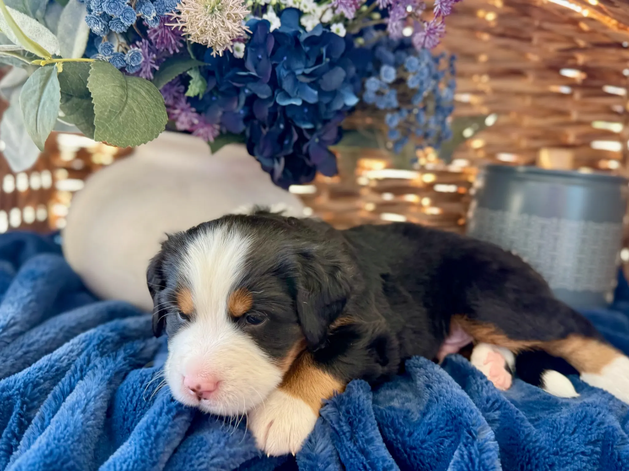 Yellow collar puppy — July 24, 2026