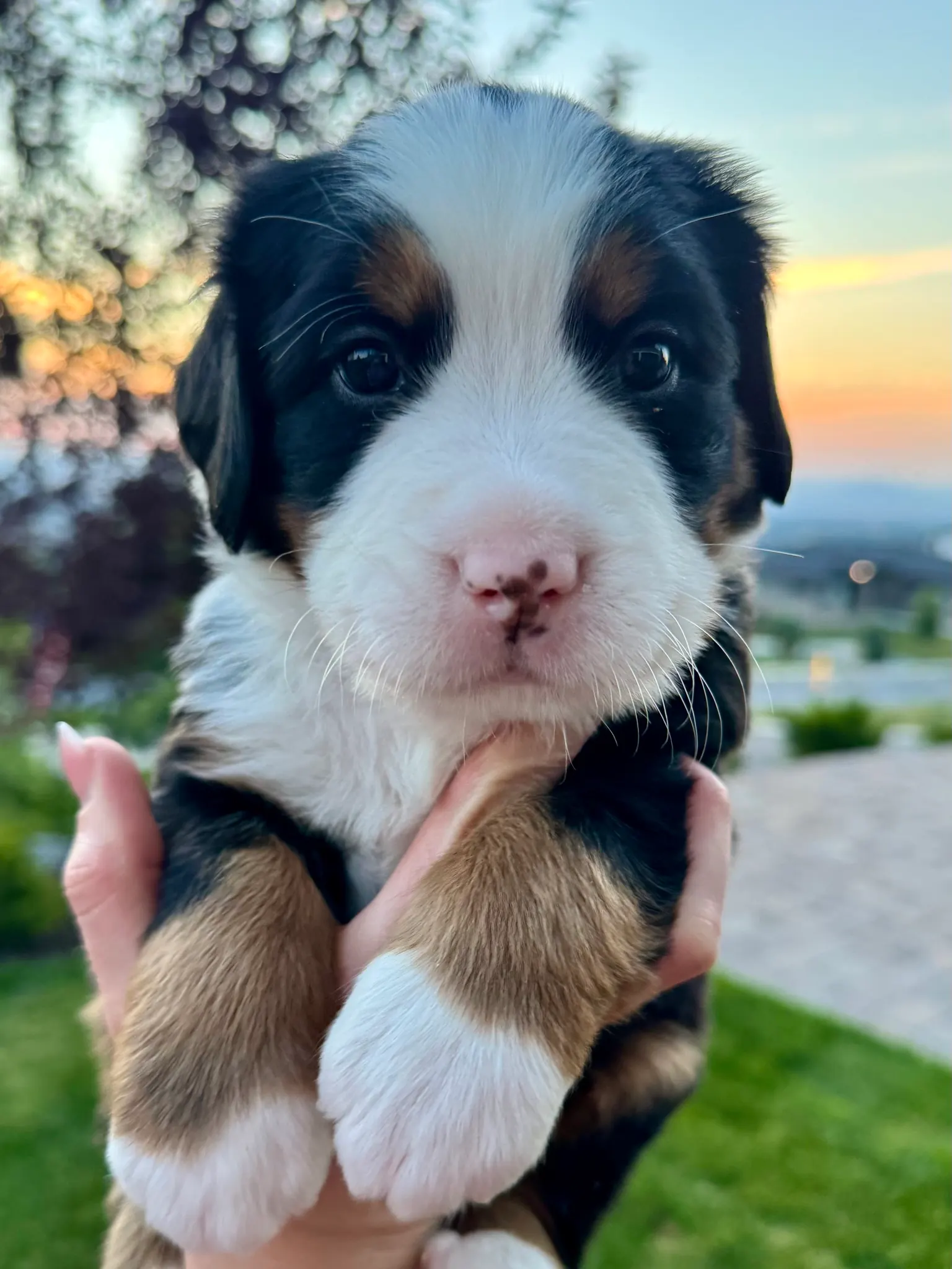 Yellow collar puppy — July 23, 2026