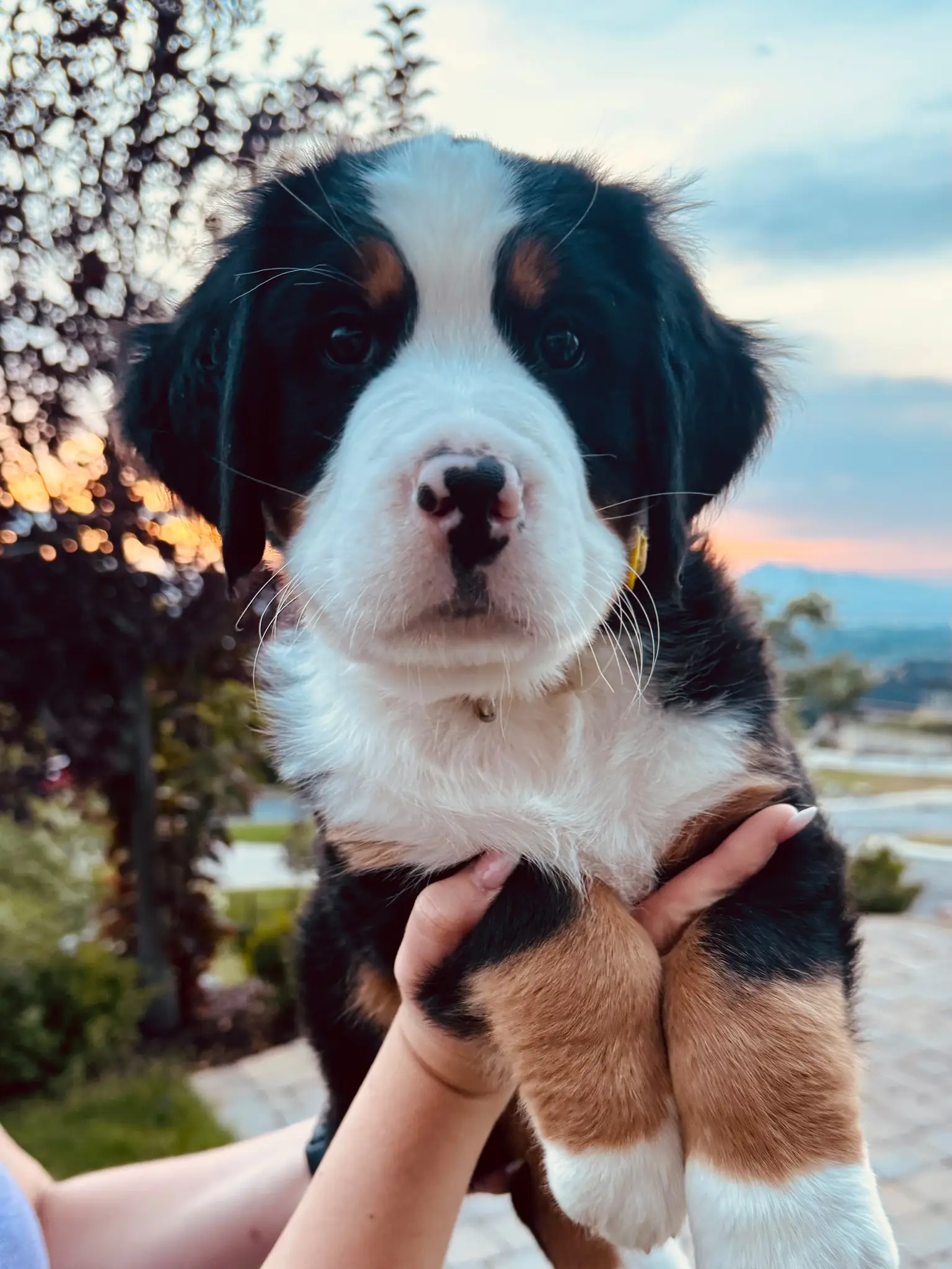 Yellow collar puppy — August 13, 2026