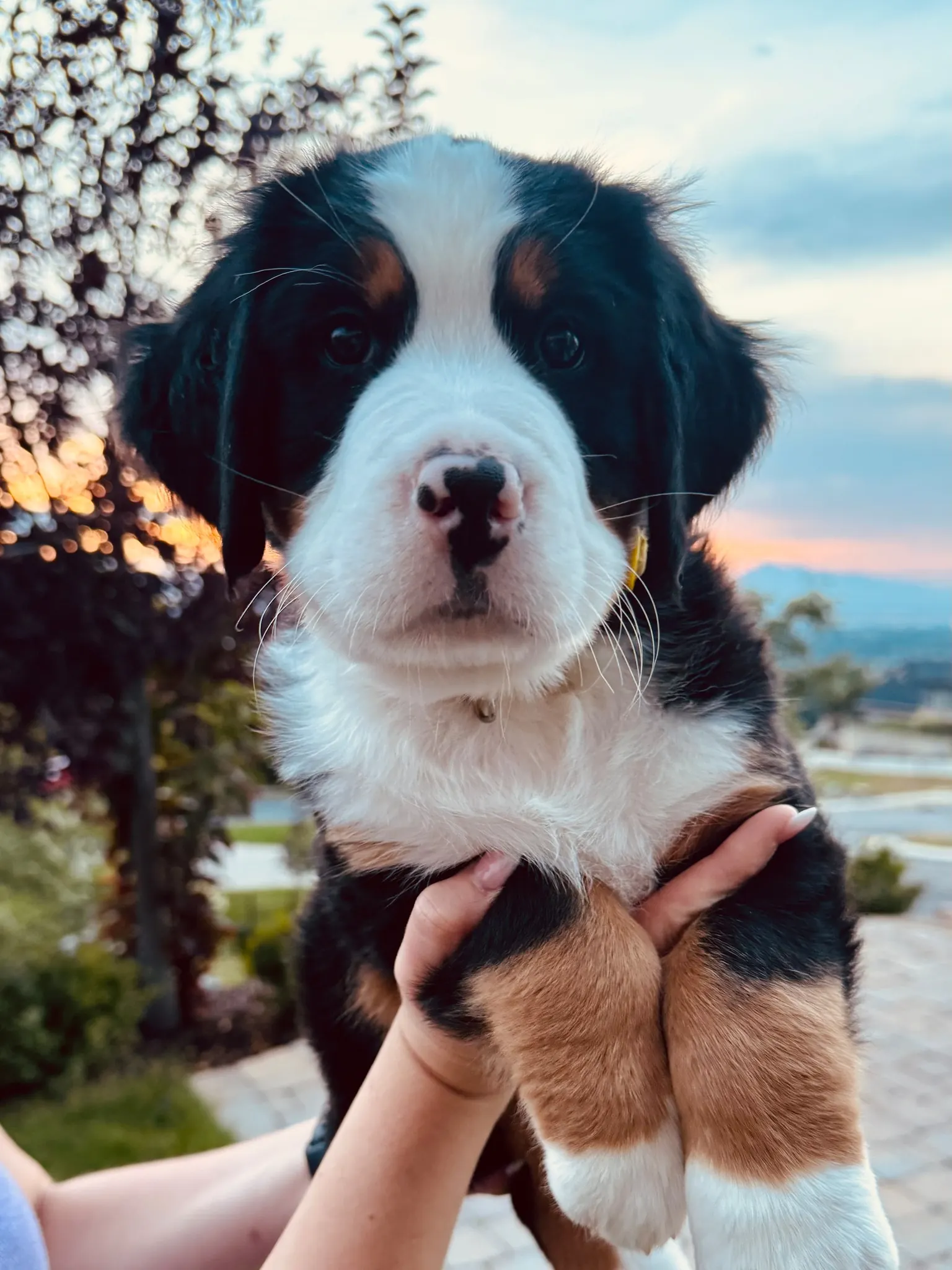 Yellow collar puppy — August 13, 2026