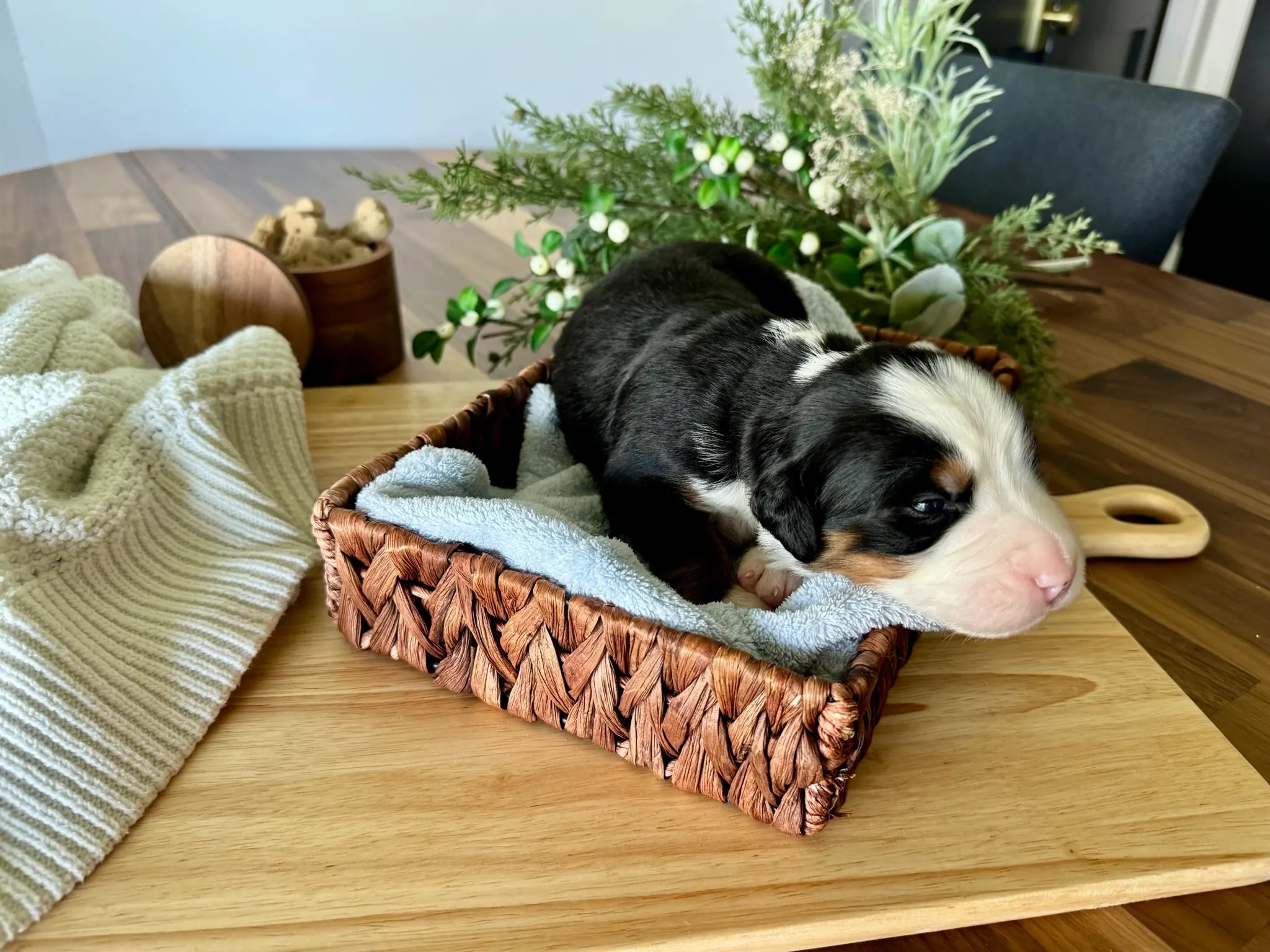 Yellow collar puppy — July 7, 2026