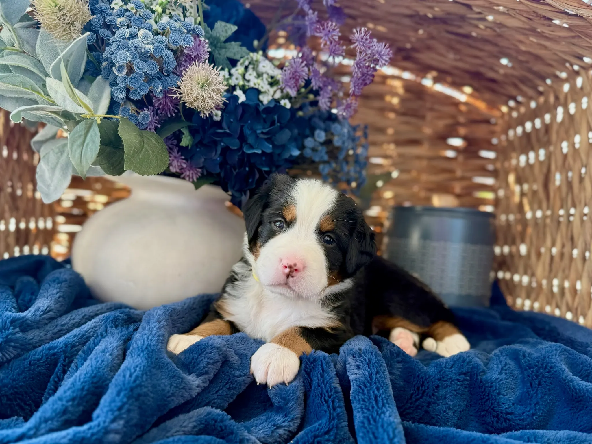 Yellow collar puppy — July 24, 2026