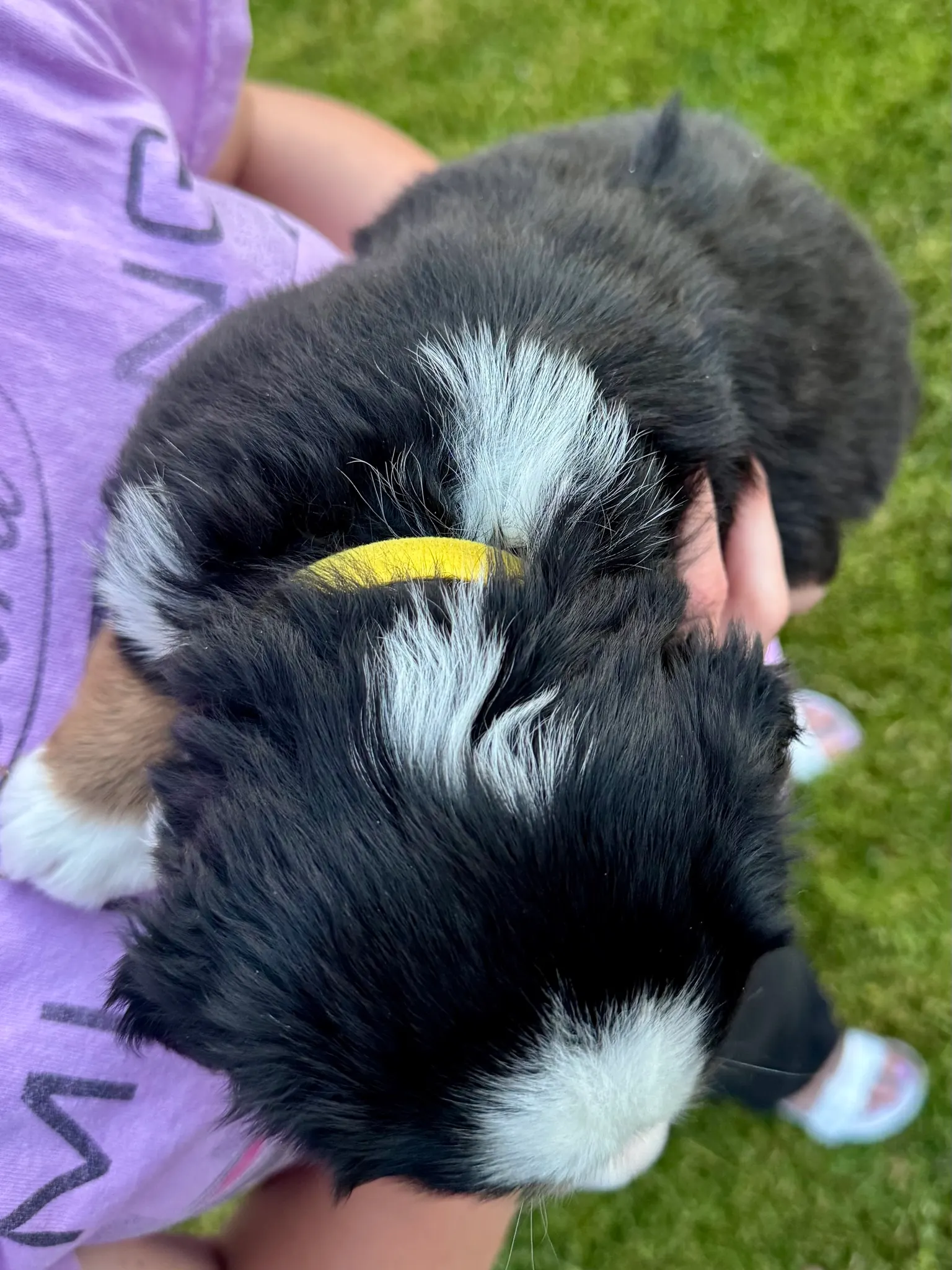 Yellow collar puppy — July 23, 2026