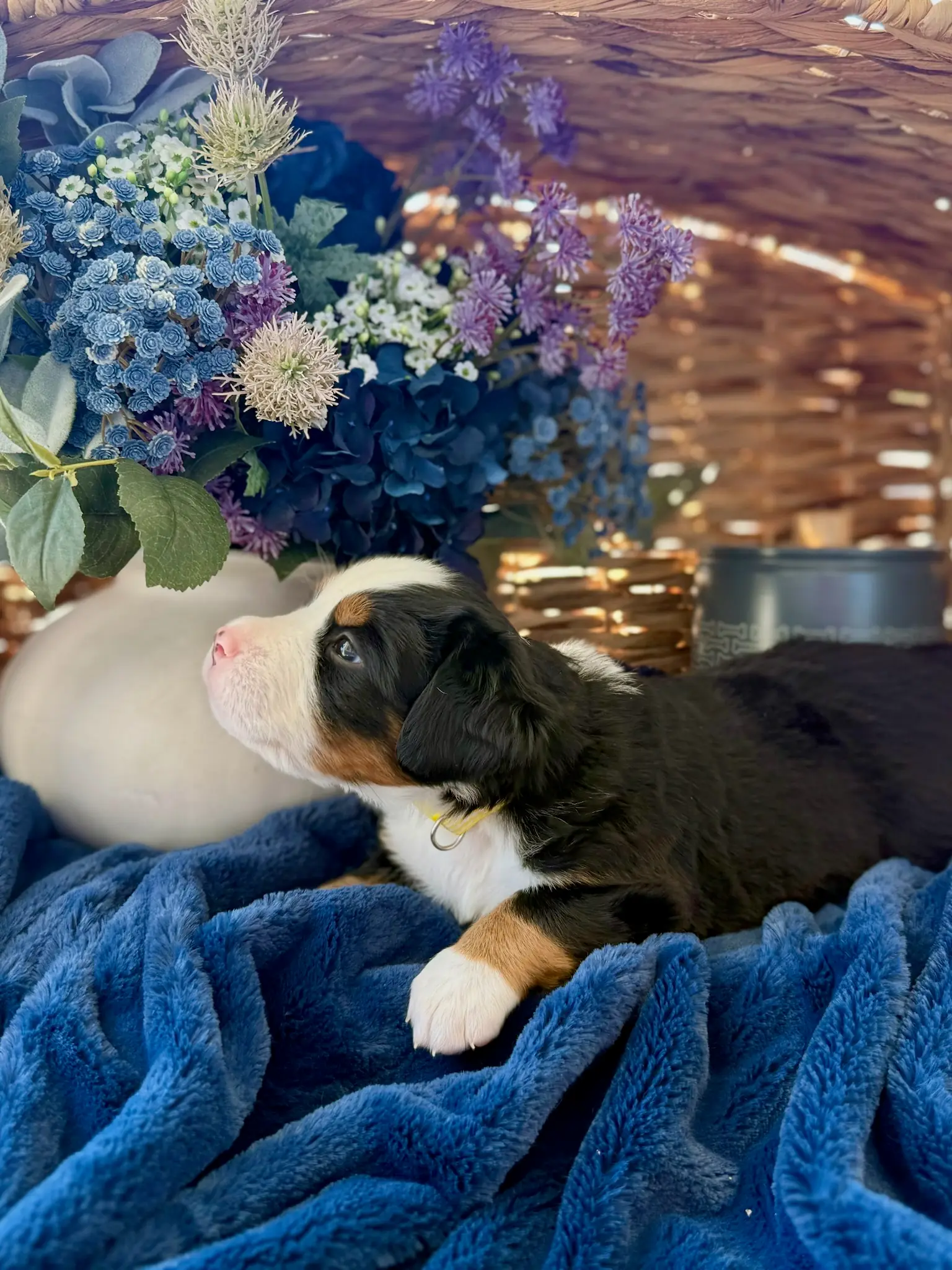 Yellow collar puppy — July 24, 2026