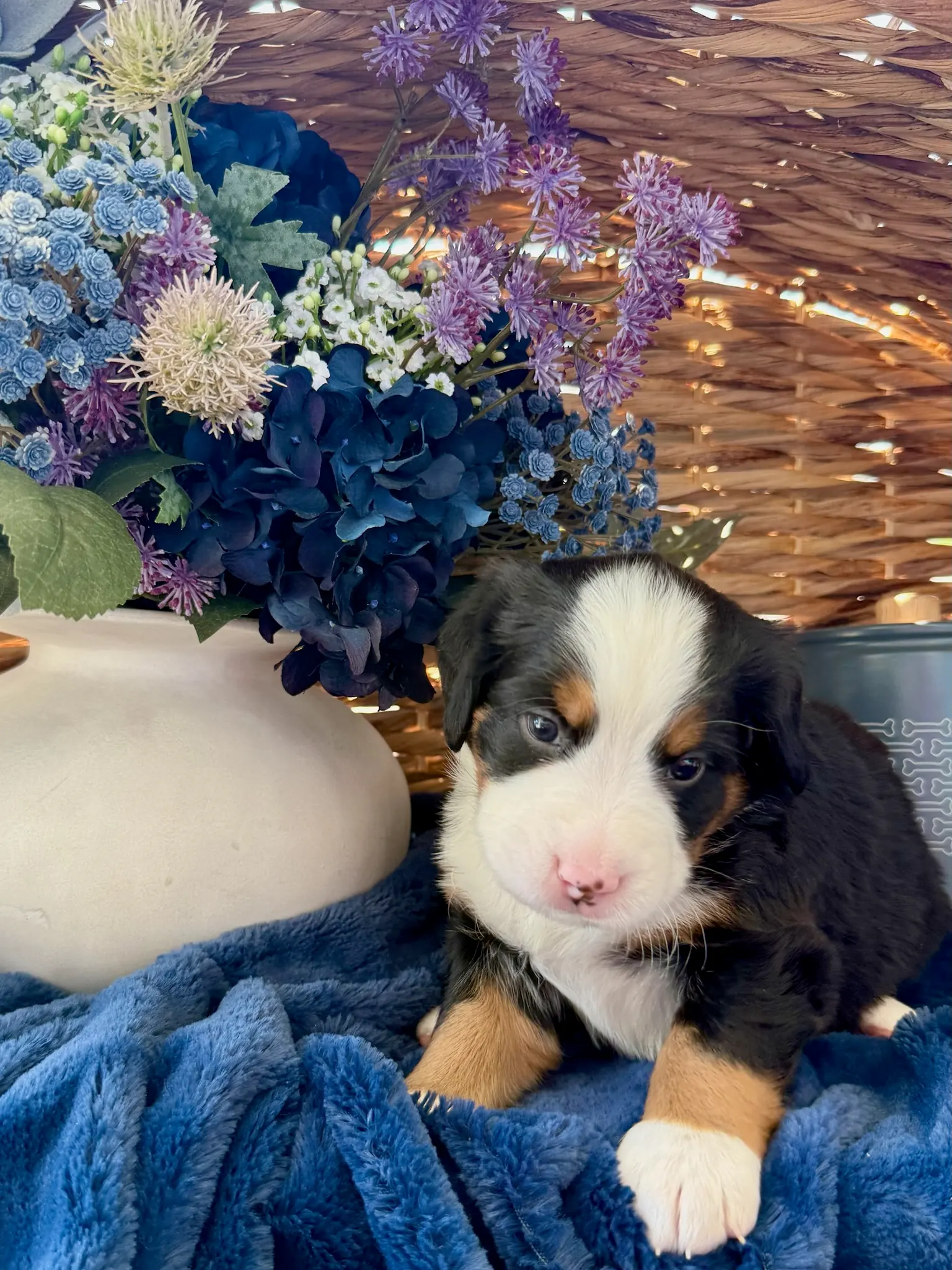 Yellow collar puppy — July 24, 2026