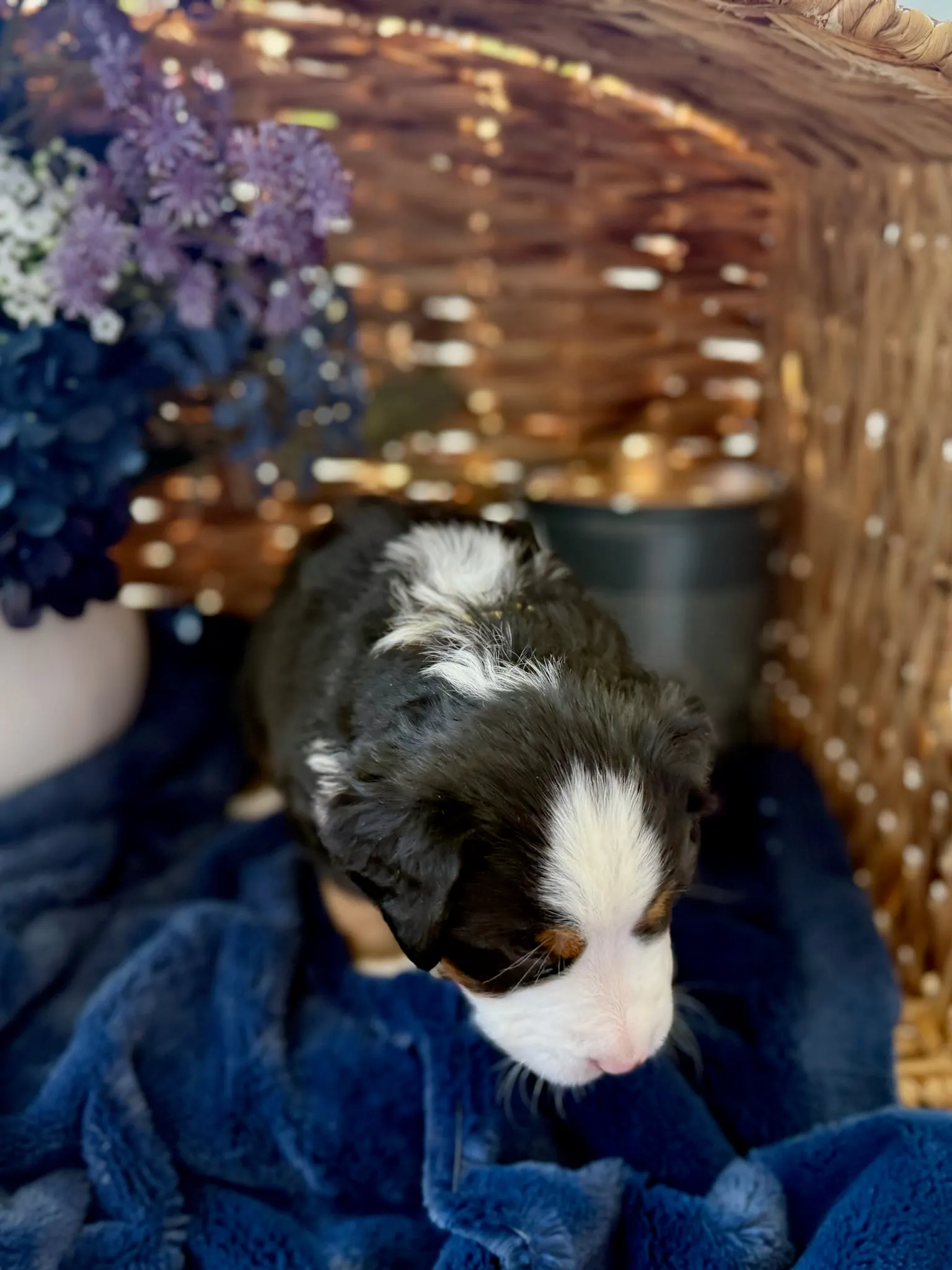 Yellow collar puppy — July 24, 2026