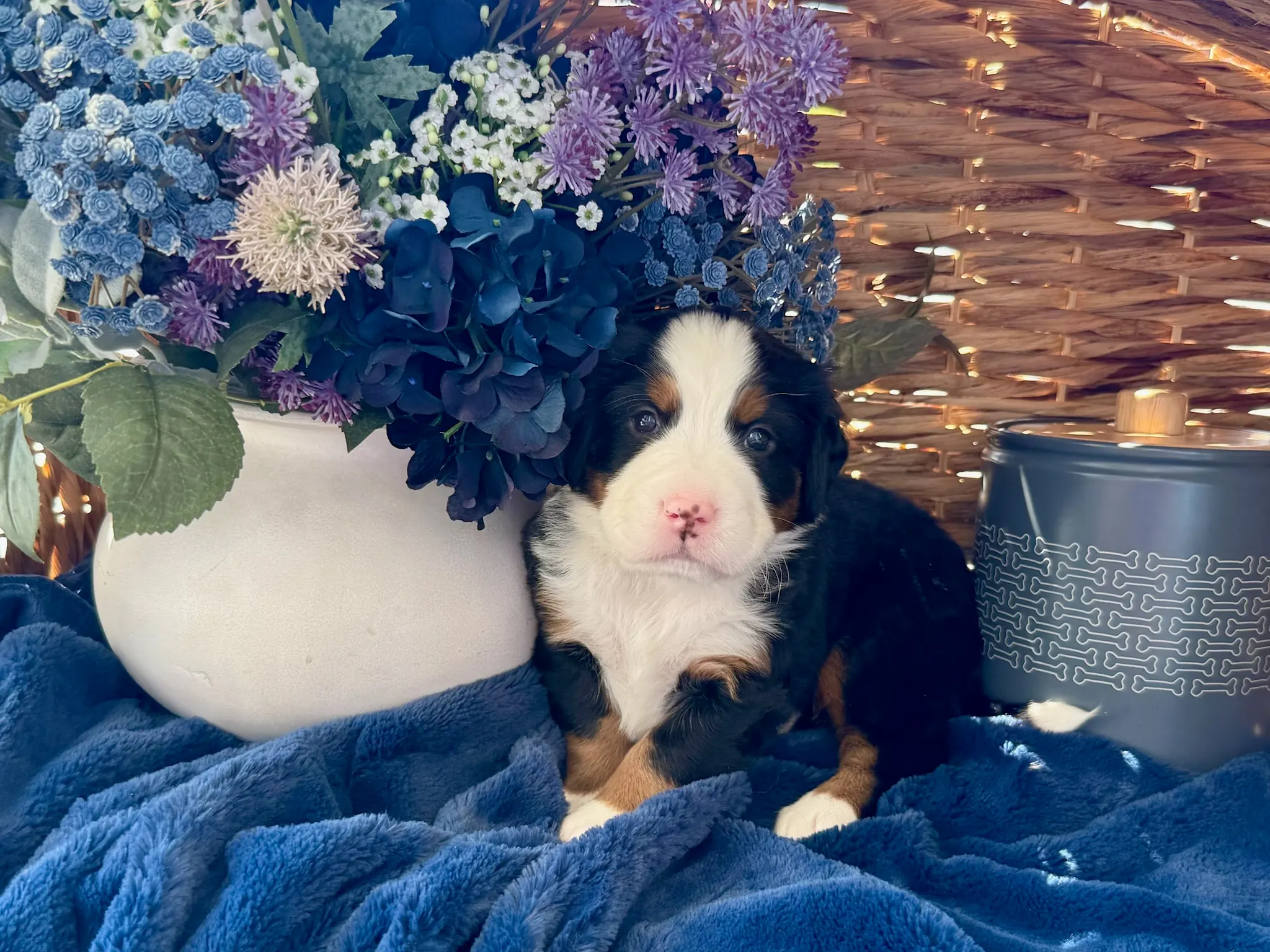 Yellow collar puppy — July 24, 2026